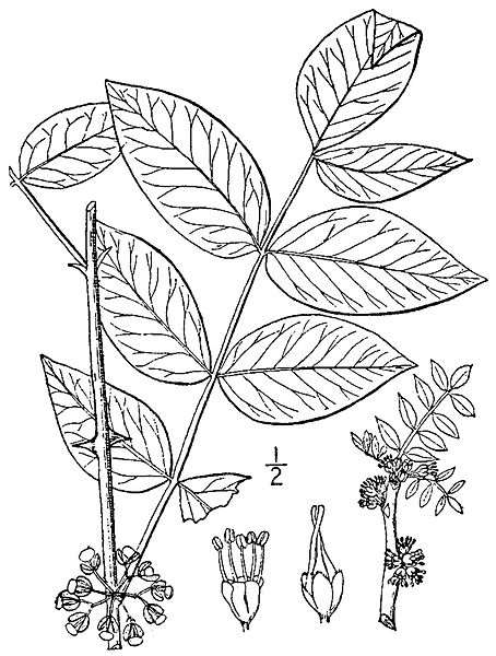Sketch-of-Prickly-Ash-plant