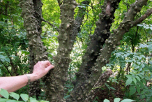 Bark-of-Prickly-Ash