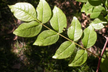 Leaves-of-Prickly-Ash-plant