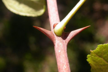 Pickles-of-Prickly-Ash-plant