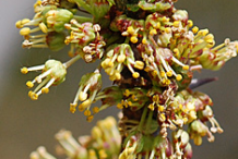 Prickly Ash flower