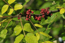 Prickly-Ash-fruit-on-the-plant