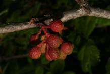Prickly-Ash-fruit
