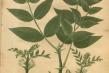 Prickly-Ash-plant-Illustration