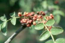 Ripe-fruit-on-the-plant