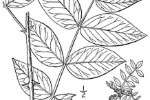 Sketch-of-Prickly-Ash-plant