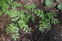 Small-Prickly-Ash-plant