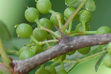 Unripe-fruit-of-Prickly-Ash