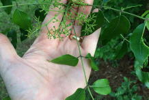 Young-berries-of-Prickly-Ash