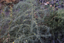 Prickly-Asparagus-plant-growing-wild
