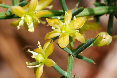 Closer-view-of-Prickly-Asparagus-flower