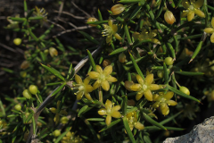 Flower-of-Prickly-Asparagus-plant