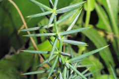 Leaves-of-Prickly-Asparagus-plant