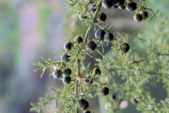 Mature-fruits-of-Prickly-Asparagus