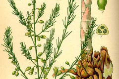 Plant-Illustration-of-Prickly-Asparagus