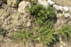 Prickly-Asparagus-Plant