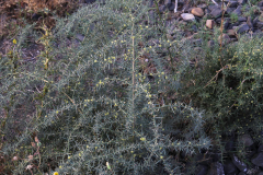 Prickly-Asparagus-plant-growing-wild