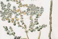 Sketch-of-Prickly-Asparagus