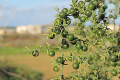 Unripe-fruits-of-Prickly-Asparagus