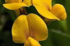 Closer-view-of-flowers-of-Prickly-Caterpillar-plant