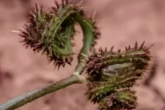 Closer-view-of-fruit-of-Prickly-Caterpillar-plant