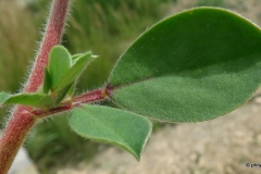 Closer-view-of-leaves-of-Prickly-Caterpillar-plant
