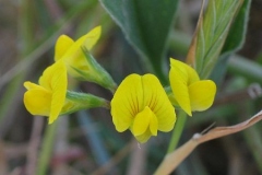 Flowers-of-Prickly-Caterpillar-plant