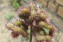Fruits-of-Prickly-Caterpillar-plant
