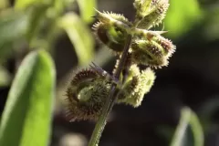Immature-fruits-of-Prickly-Caterpillar-plant