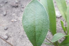Leaves-of-Prickly-Caterpillar-plant