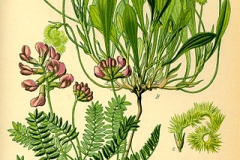 Plant-illustration-of-Prickly-Caterpillar-plant
