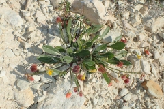 Prickly-Caterpillar-Plant