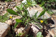 Prickly-Caterpillar-plant-growing-wild