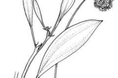 Sketch-of-Prickly-Caterpillar-plant