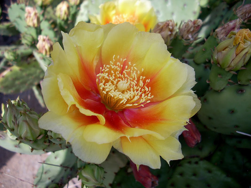 Prickly-pear-close-up-flower
