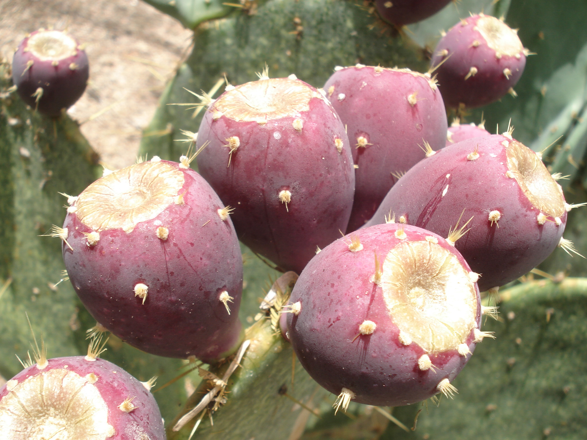Prickly-pear-fruit