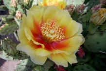 Prickly-pear-close-up-flower