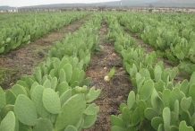 Prickly-pear-farm