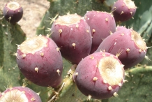 Prickly-pear-fruit
