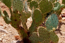 Prickly-pear-plant