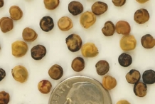 Prickly-pear-seeds