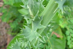Close-up-view-of-stem-and-stem-clasping-leaf-base-of-Prickly-sow-thistle