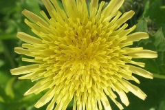 Closer-view-of-flower-of-Prickly-sow-thistle