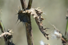 Dried-leaves-of-Prickly-sow-thistle