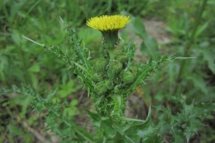 Flower-and-flowerbuds-of-Prickly-sow-thistle