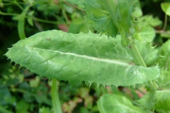 Leaves-of-Prickly-sow-thistle