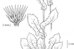 Plant-Illustration-of-Prickly-sow-thistle