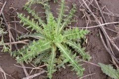 Prickly-sow-thistle-plant
