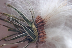 Seed-head-showing-the-reddish-brown-ribbed-seeds-with-fine-white-pappus