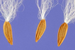 Seeds-of-Prickly-sow-thistle
